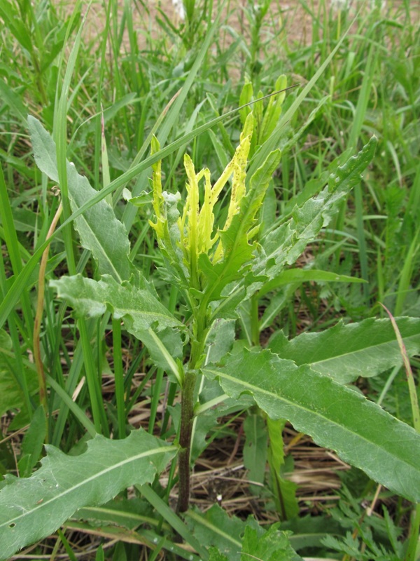 Изображение особи Cirsium setosum.