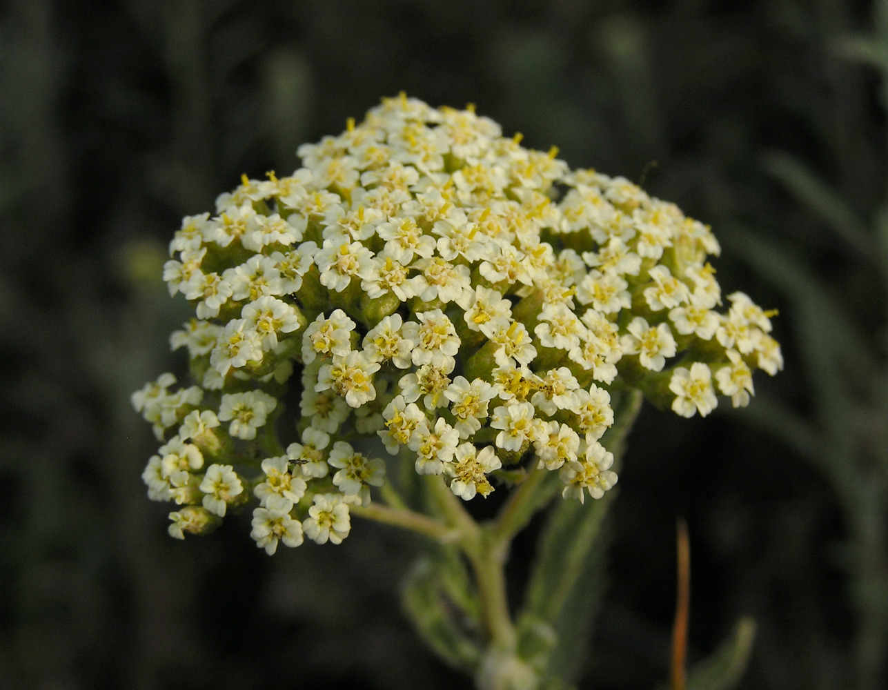 Изображение особи род Achillea.