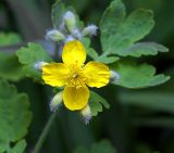 Chelidonium majus. Цветок и бутоны. Московская обл., Раменский р-н, окр. дер. Хрипань, садовый участок. 09.05.2012.