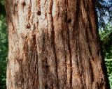 Sequoiadendron giganteum. Средняя часть ствола старого дерева. Германия, г. Krefeld, ботанический сад. 16.09.2012.