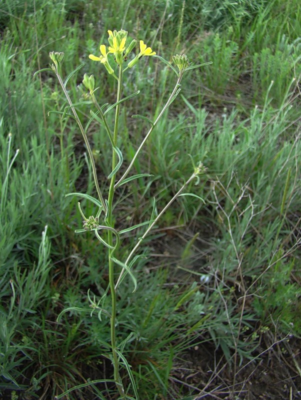 Image of Erysimum canescens specimen.