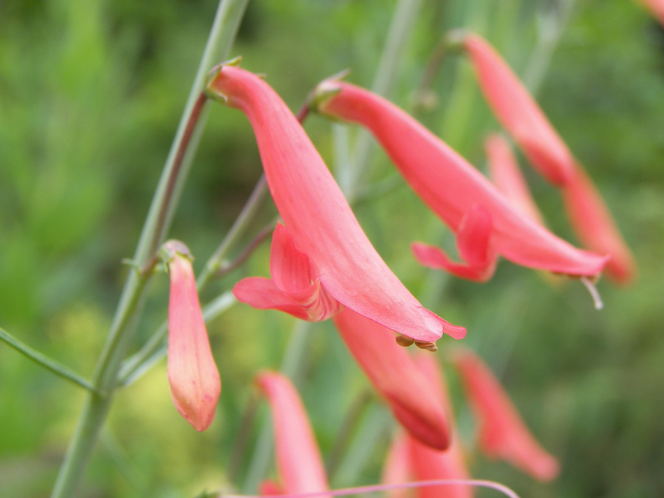 Image of Penstemon barbatus specimen.