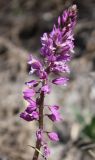 Polygala cretacea. Соцветие. Белгородская обл., \"Стенки Изгорья\". 04.05.2009.