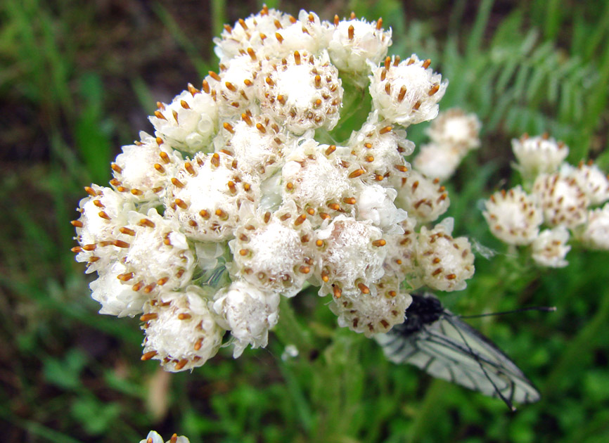 Изображение особи Antennaria dioica.