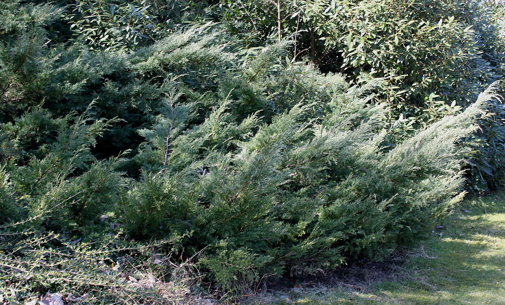 Image of genus Juniperus specimen.