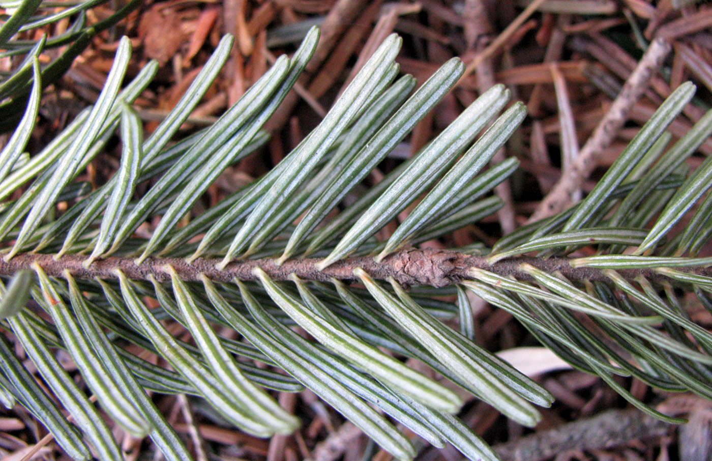 Image of Abies sibirica specimen.