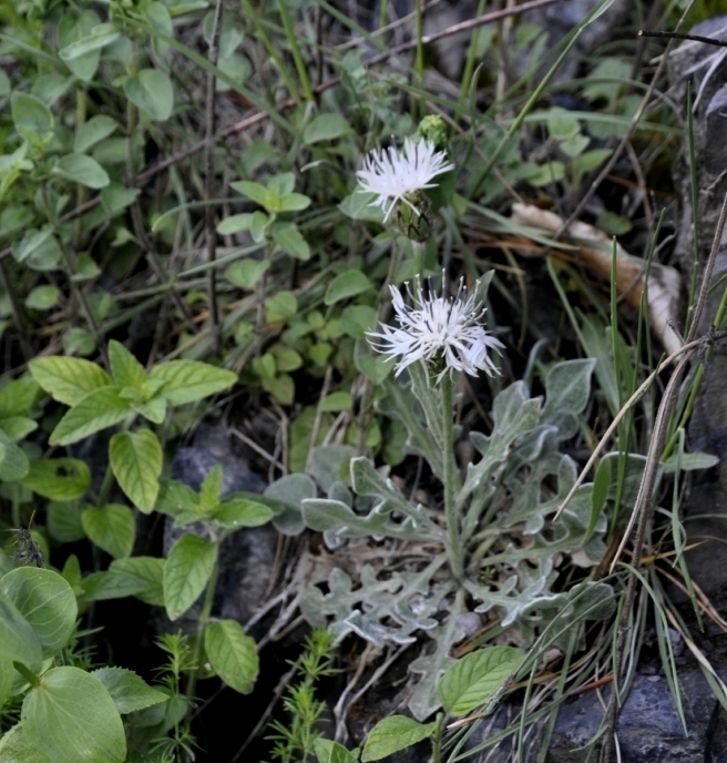 Image of Centaurea pindicola specimen.