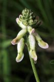 Astragalus peduncularis