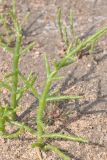 Salicornia perennans