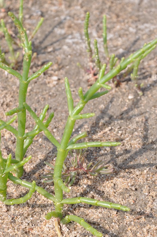 Изображение особи Salicornia perennans.