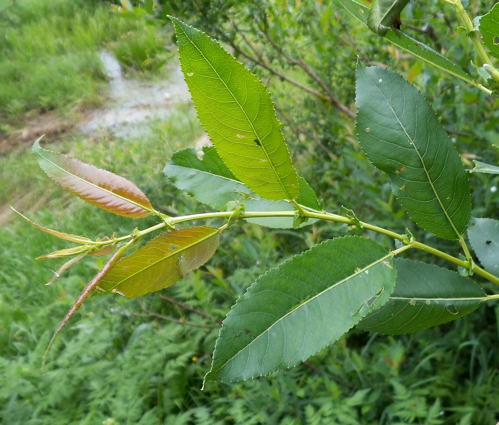 Image of Salix hexandra specimen.