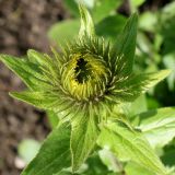 genus Inula. Развивающееся соцветие. Германия, г. Krefeld, Ботанический сад. 02.06.2013.