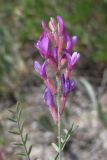 Astragalus varius ssp. eupatoricus