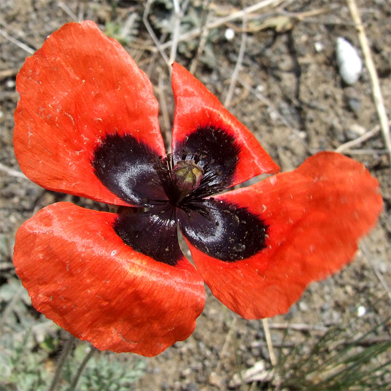 Image of Papaver bipinnatum specimen.