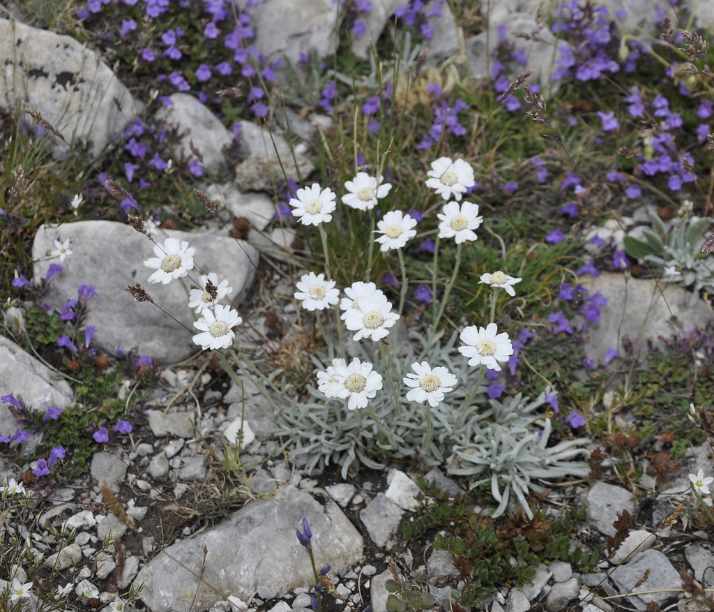 Image of Achillea ageratifolia specimen.