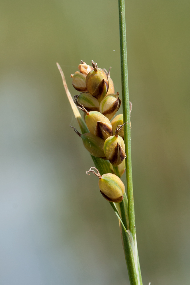 Изображение особи Carex panicea.