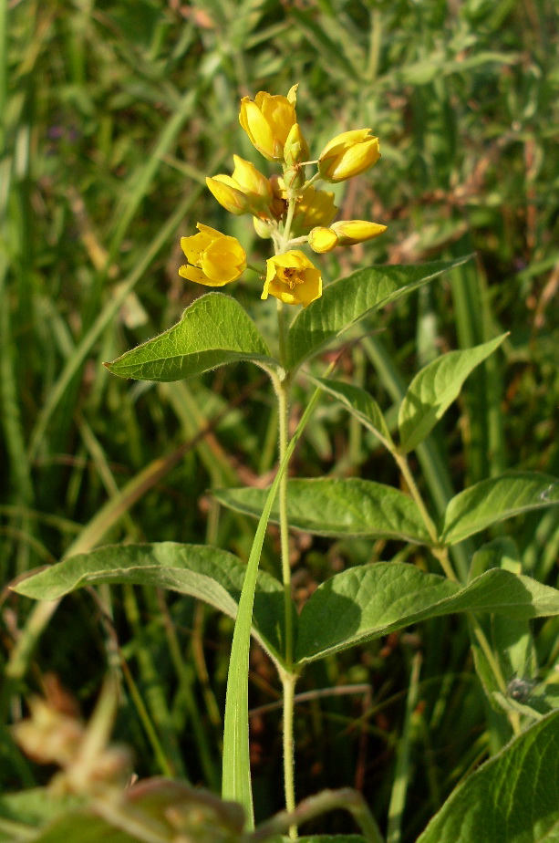 Image of Lysimachia vulgaris specimen.