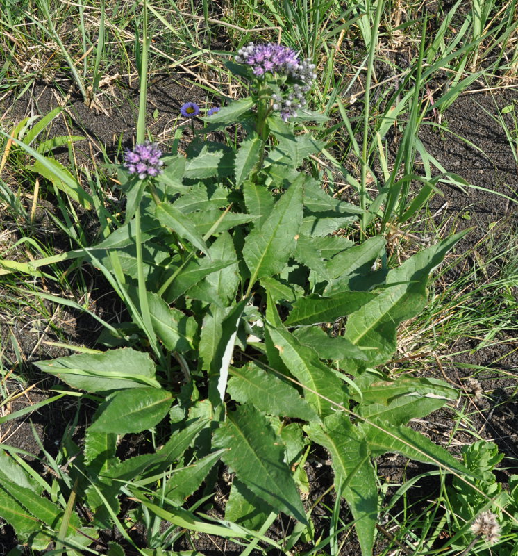 Image of Saussurea pseudotilesii specimen.