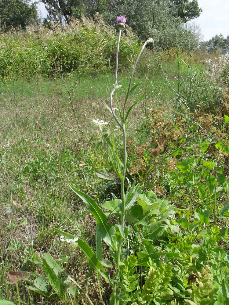 Image of Cirsium canum specimen.