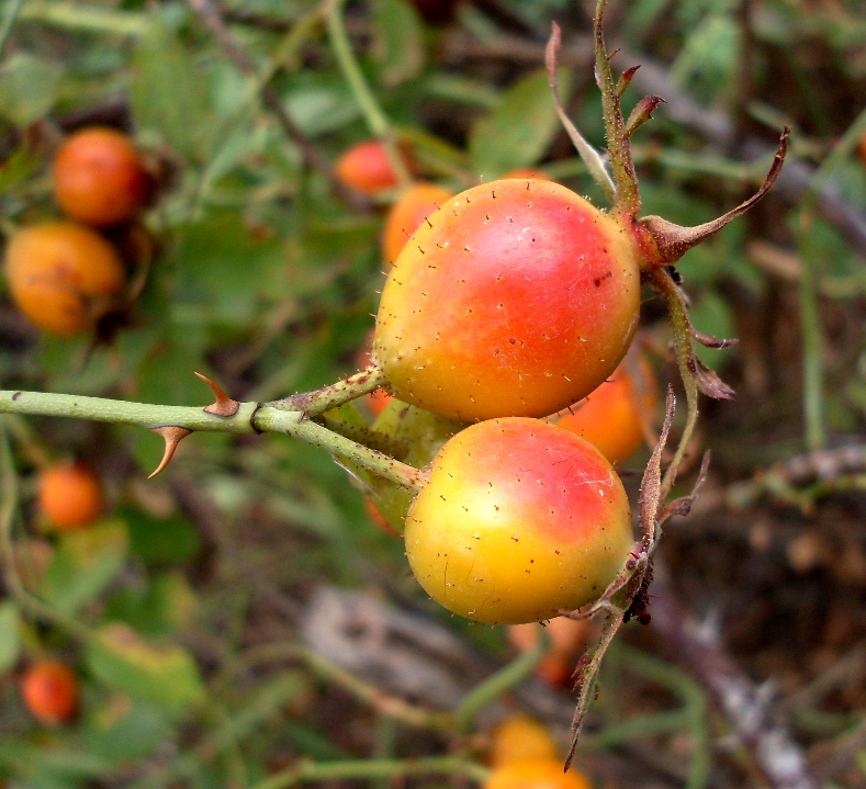 Image of Rosa tomentosa specimen.