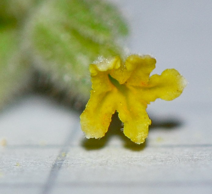 Image of Heliotropium arbainense specimen.