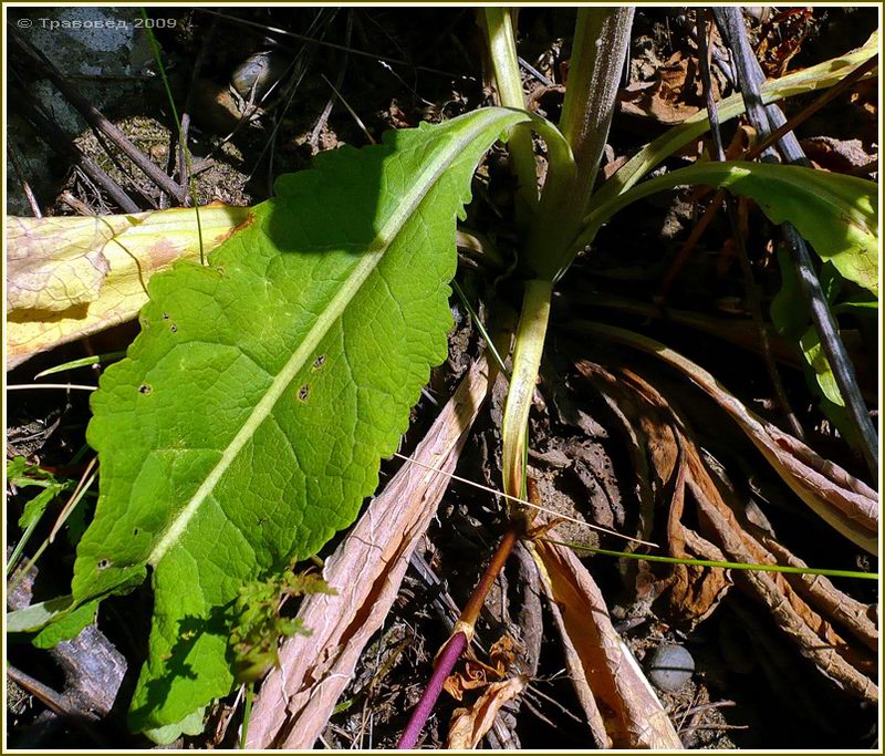 Image of Verbascum lychnitis specimen.