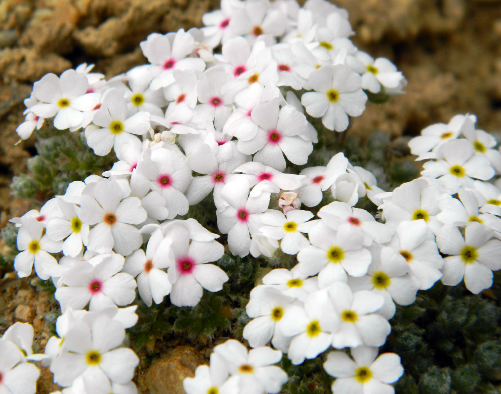 Image of Androsace barbulata specimen.