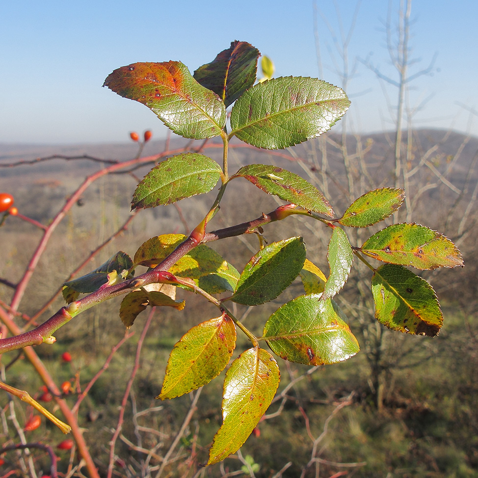 Image of genus Rosa specimen.