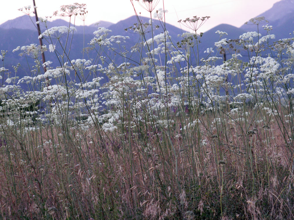 Image of genus Hyalolaena specimen.