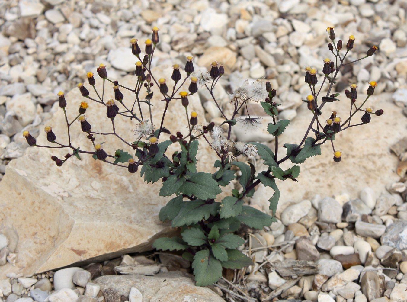 Изображение особи Senecio flavus.