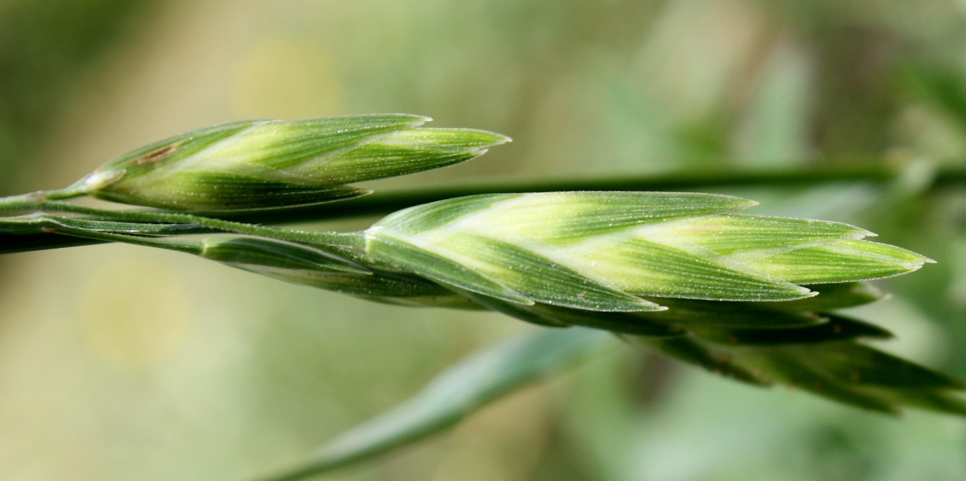 Image of Ceratochloa cathartica specimen.