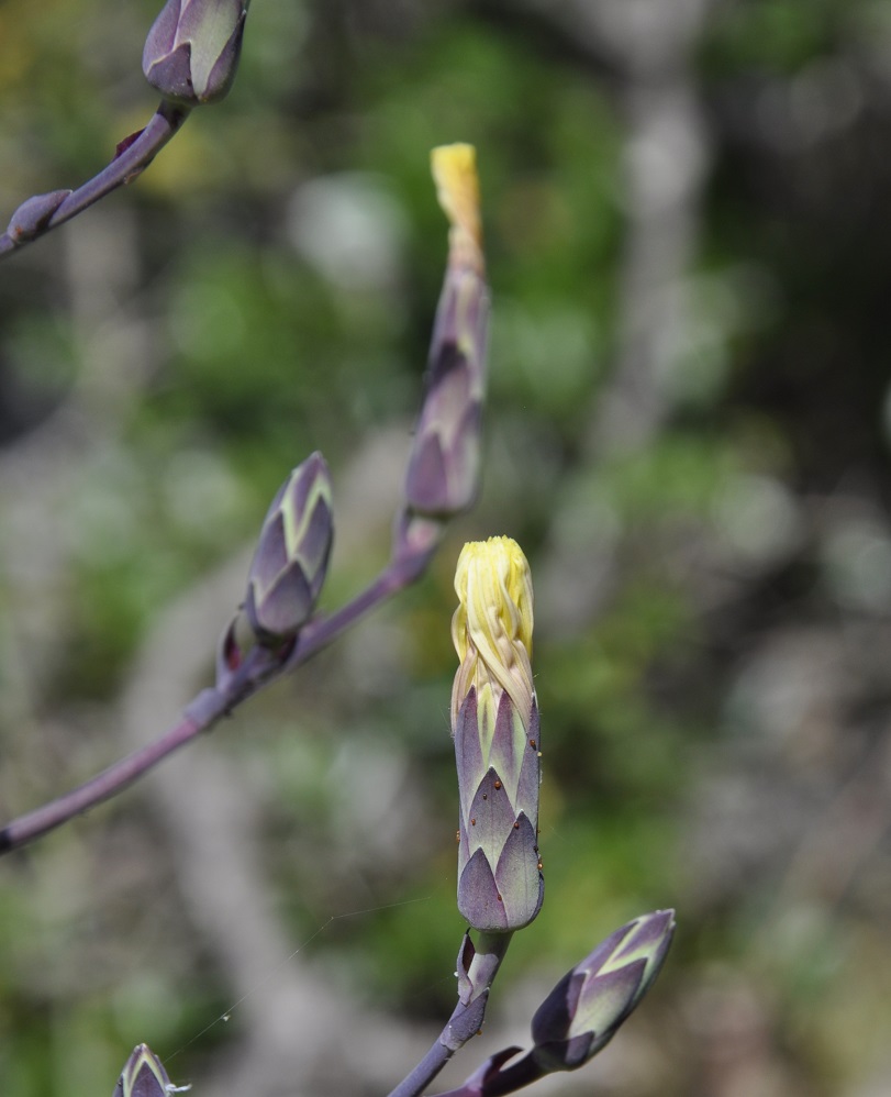 Image of Lactuca tuberosa specimen.