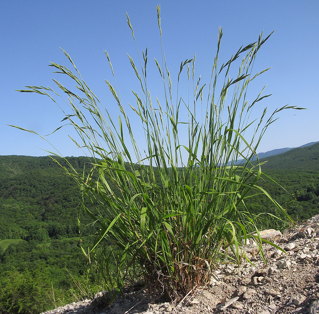 Изображение особи Brachypodium rupestre.