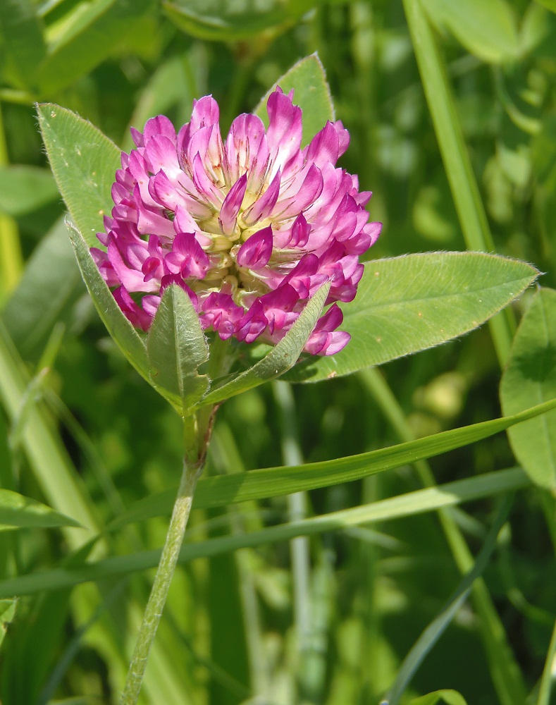 Image of Trifolium medium specimen.