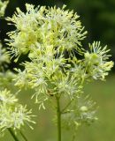 Thalictrum lucidum