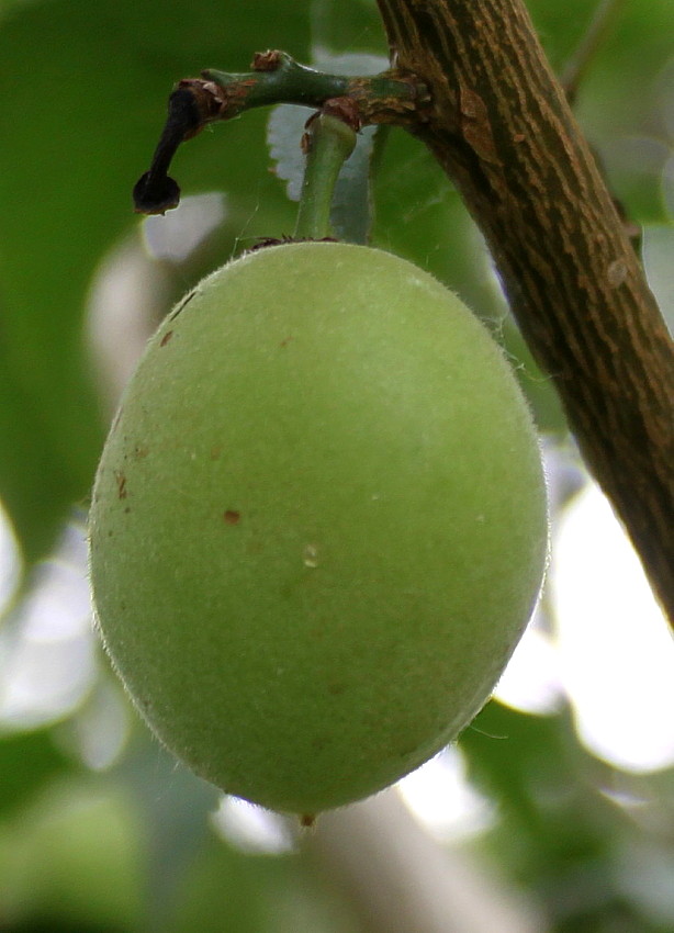 Image of Prunus mume specimen.