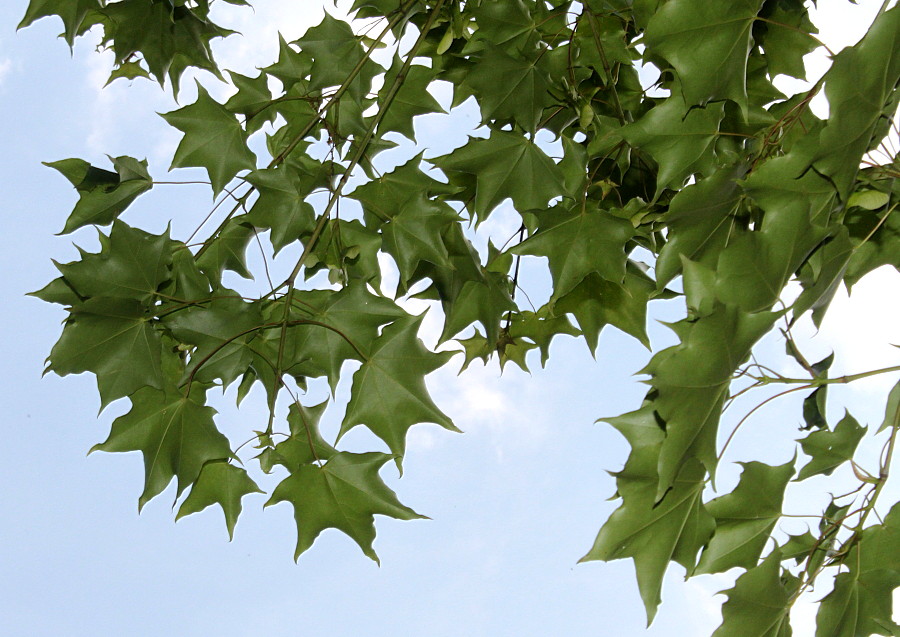 Image of Acer cappadocicum specimen.