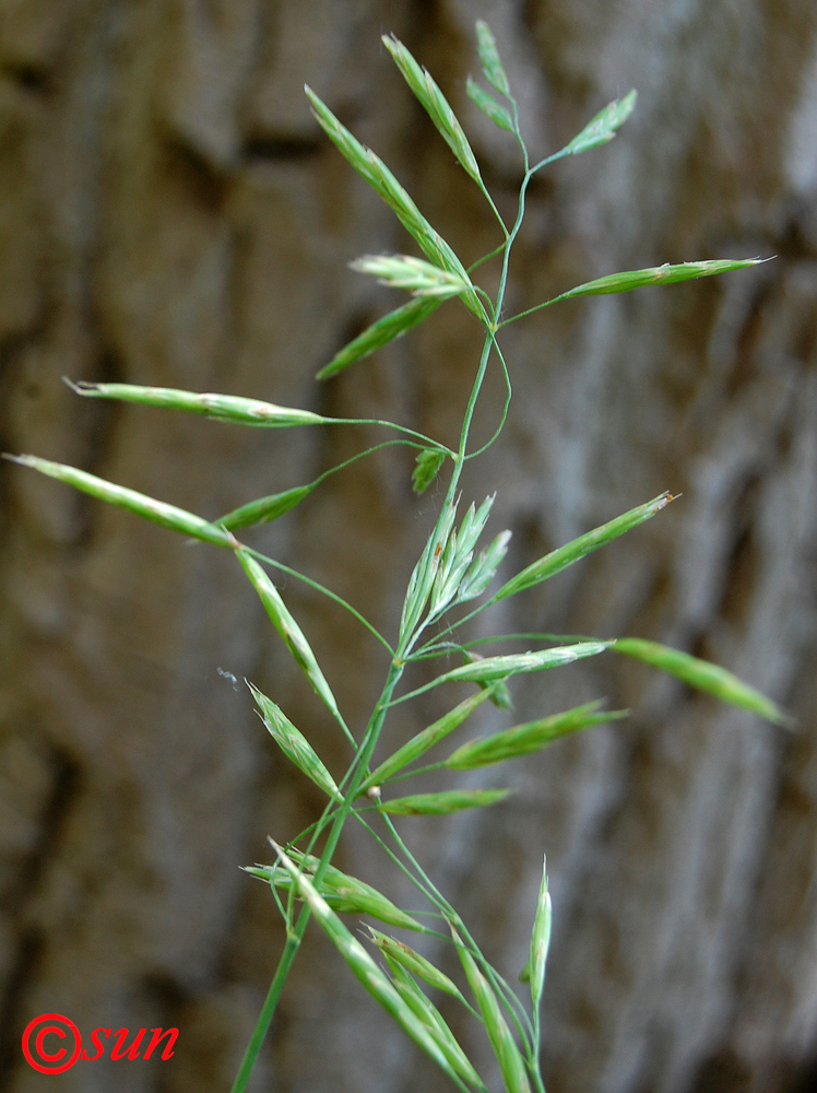 Изображение особи Bromopsis inermis.