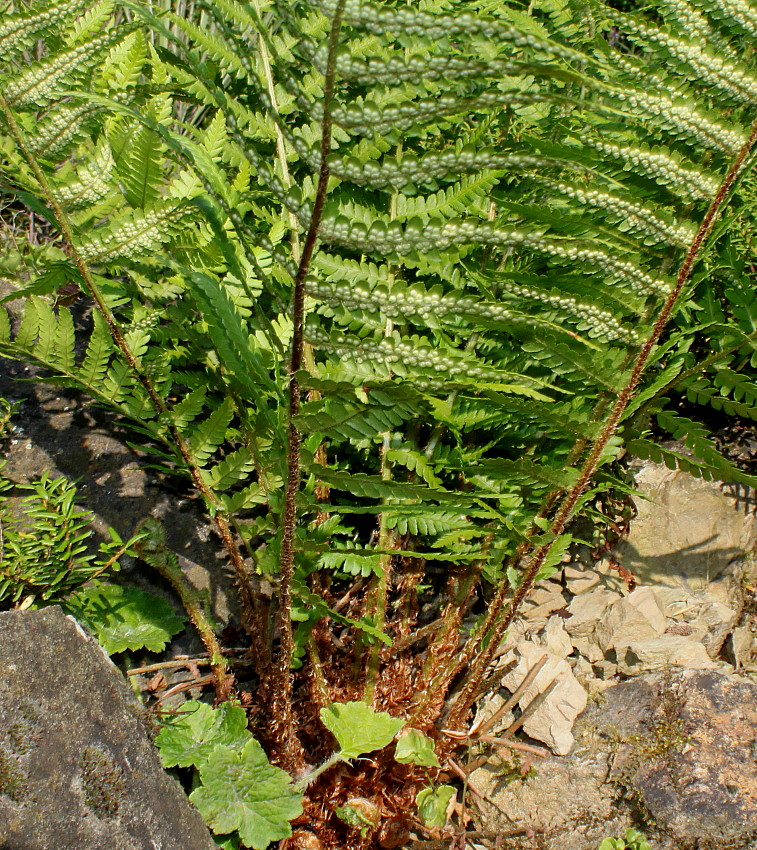 Image of Dryopteris filix-mas specimen.