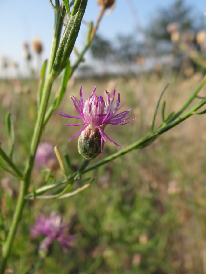 Image of Centaurea borysthenica specimen.