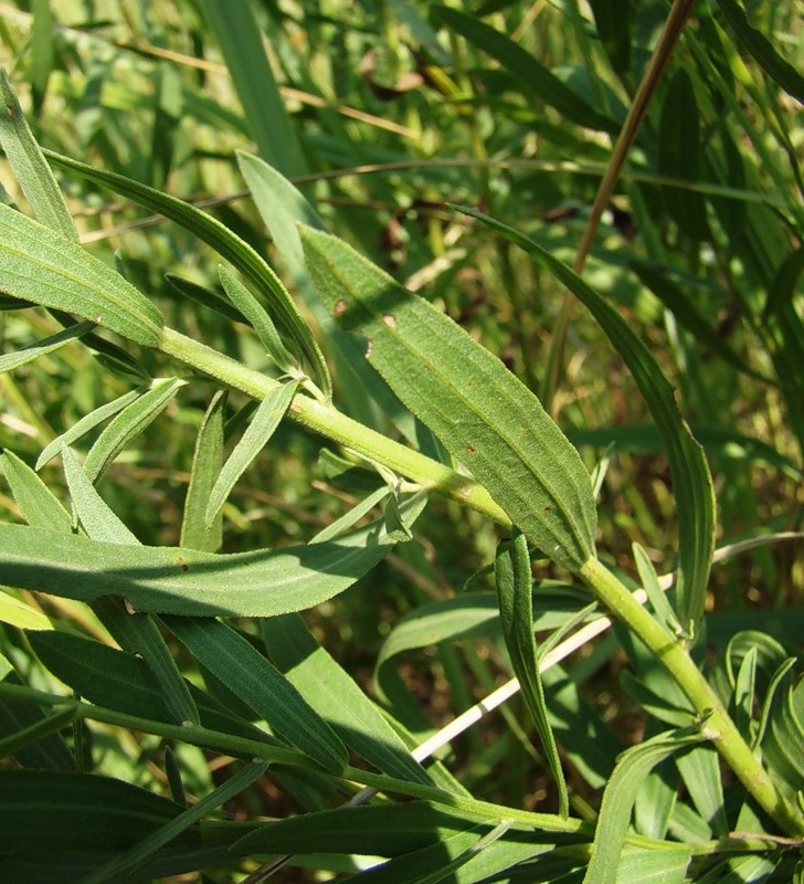 Image of Galatella dracunculoides specimen.