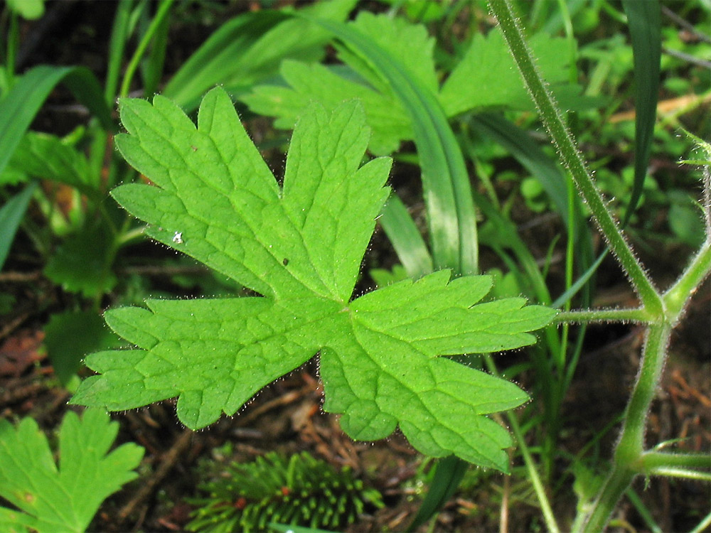 Image of Geranium bohemicum specimen.