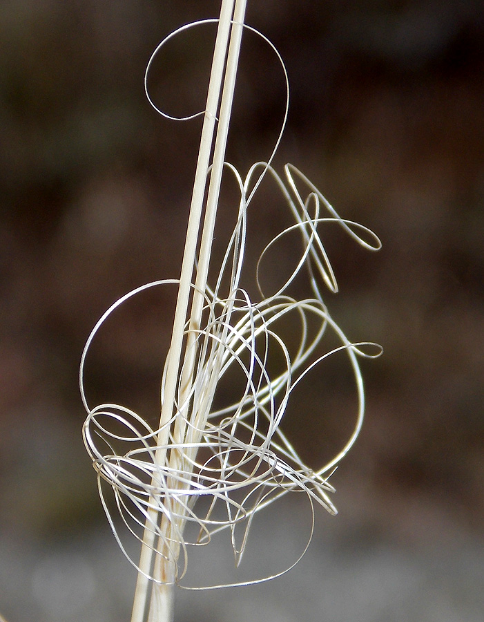 Image of Stipa capillata specimen.