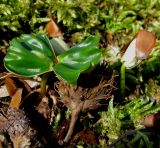 Fagus orientalis