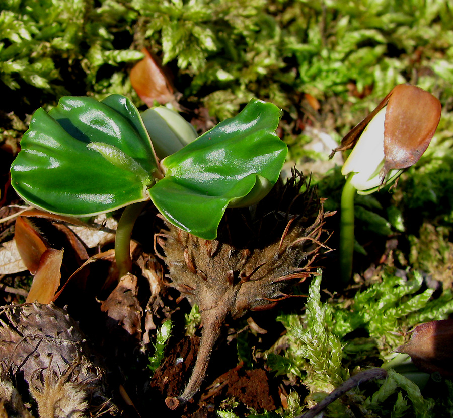 Изображение особи Fagus orientalis.