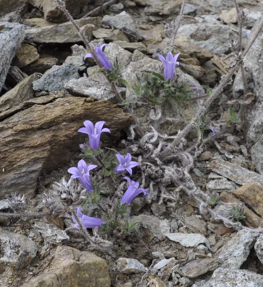 Изображение особи Campanula lingulata.