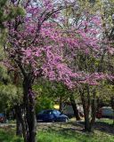 Cercis canadensis. Цветущее дерево. Краснодарский край, г. Краснодар. 25.04.2013.