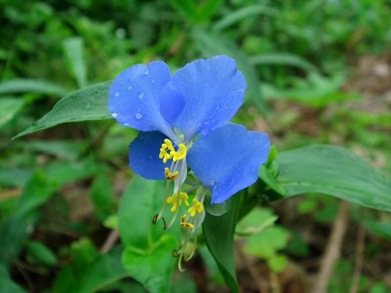 Изображение особи Commelina communis.