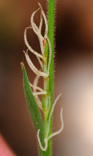 Изображение особи Carex campylorhina.