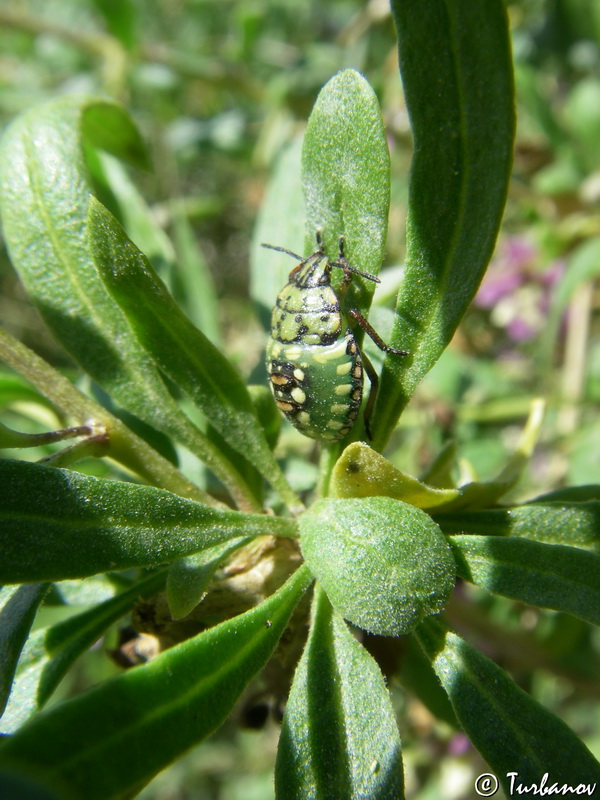 Image of Lycium barbarum specimen.